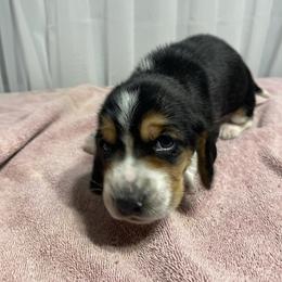 Boy 4 - Black white and brown male Basset Hound puppy in Falls City, Nebraska from Bassett Hounds & Labradors