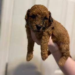 Boy 2 - Sable male Aussiedoodle puppy in Columbia, Kentucky from Burton's Precious Doodles
