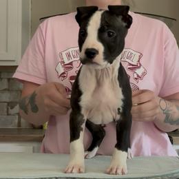 Half Stache - Black brindle female American Staffordshire Terrier puppy in Lizella, Georgia from Àine Amstaffs
