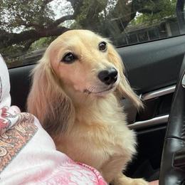 Lucy - Dachshund