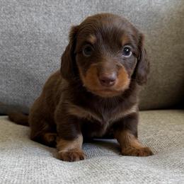 Reese - Chocolate and tan male Dachshund puppy in Madera, California from The House Of Dox