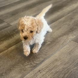 Marggie - White female Cavapoo puppy in Spanish Fork, Utah from Hamann's Cavapoo Puppies
