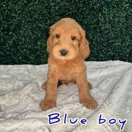 Blue boy - Red Australian Labradoodle puppy in Modesto, California from Two Doods Doodles