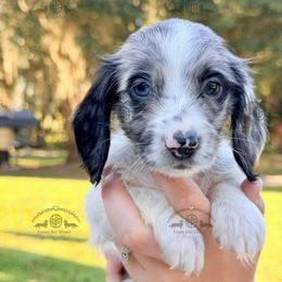 Mr. Green-3800 - Dapple male Dachshund puppy in Sparr, Florida from From the Heart Doxies