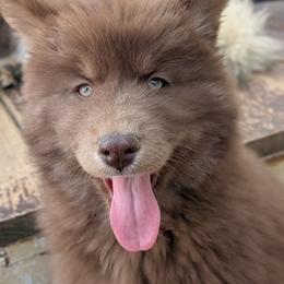 Kit - Red and white female Siberian Husky puppy in Coshocton, Ohio from Wyant Farms