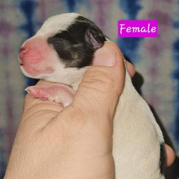 Great Dane and Miniature Schnauzer Puppies from Clouser's Bodacious Danes