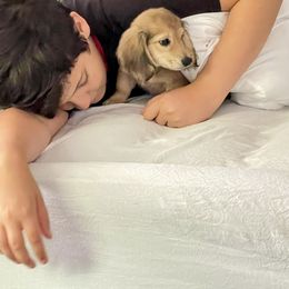 Dachshund Puppies from Island Farms Mimi’s Dachshunds Florida