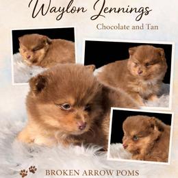 Waylon Jennings - Chocolate and tan male Pomeranian puppy in Sandia, Texas from Broken Arrow Poms