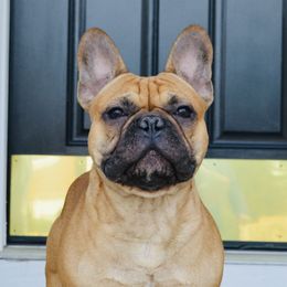 Loli - French Bulldog