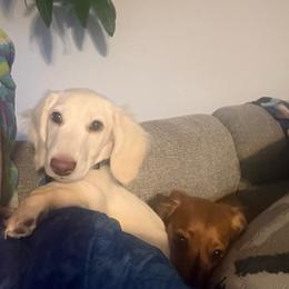 Maddox - Dachshund