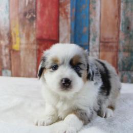 Scarlet - Blue merle female Miniature Australian Shepherd puppy in Bauxite, Arkansas from J & B Mini Aussies