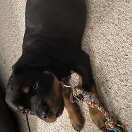 French Bulldog and Rottweiler Puppies from MBArotties_frenchies