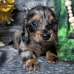 Dachshunds from Brandys Pups