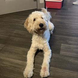 Teddy - Goldendoodle