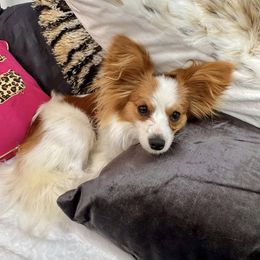 Papillon All Grown Up from Heather's Papillons