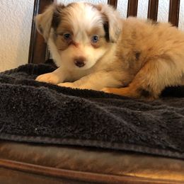 Handsome Boy - Red merle Miniature American Shepherd puppy in Chatsworth, California from AlwaysAussies