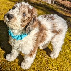 Double Doodle Puppies from Breedlove Mtn Doodles