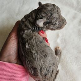 Boy 2- Blitzen - Merle male Cavapoo puppy in London, Kentucky from Blue Meadow Puppies