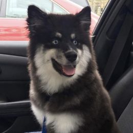 Pomskies from Great Lakes Pomskies