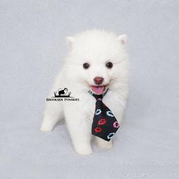 Sugar - White male Pomsky puppy in Stockton, Utah from Mischa Nelson