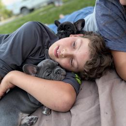 French Bulldog Puppies from Fair Towne Frenchies