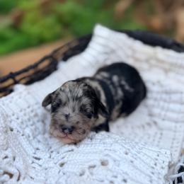 Sky - Merle female Goldendoodle puppy in Pollock Pines, California from Penny Lane’s Doodles