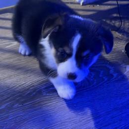 Winnie - Black and tan female Pembroke Welsh Corgi puppy in Pensacola, Florida from Blue Angel Kennels