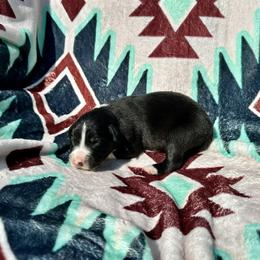 Boy 1 - Black and white male Border Collie puppy in Milton, Pennsylvania from C&C Border Collies