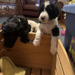 Bernedoodle and Double Doodle Puppies from ETX Dandy Doodle