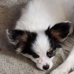 Half Pint - White and black Papillon puppy in Spokane Valley, Washington from D and T's Papillons