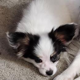 Half Pint - White and black Papillon puppy in Spokane Valley, Washington from D and T's Papillons