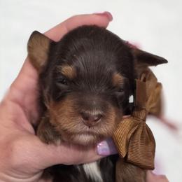 Brown Collar - Phantom male Bernedoodle puppy in Vernon, Texas from Sugarland's Texas Goldendoodles