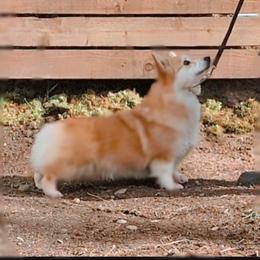 Chanel - Pembroke Welsh Corgi