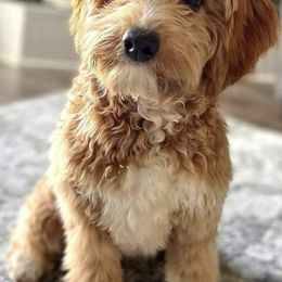 Bernedoodles, Cavapoos, Double Doodles, and Goldendoodles from Liberty Acres of Ohio