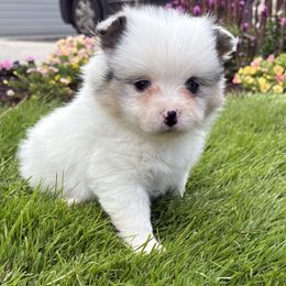 Tyla - Black and tan female Pomeranian puppy in Salem, Oregon from Royal Pomeranians