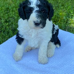 Girl 6 Winn Dixie - Parti Poodle puppy in Flora, Illinois from Hanging Rock Poodles