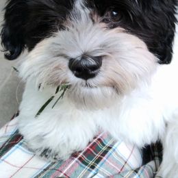 Havanese Puppies from Endearing Havanese