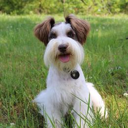 Ivory - Miniature Schnauzer