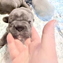 French Bulldog Puppies from Lots of Ropes French Bulldogs
