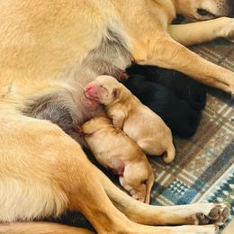 Yellow Female - Yellow female Labrador Retriever puppy in Lyman, Nebraska from Ruzicka Family Labradors LLC