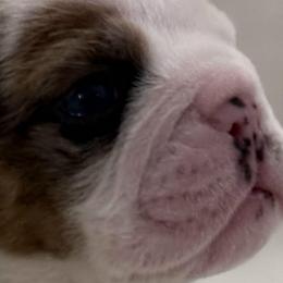 Boy 4 - Lilac tri-color male Bulldog puppy in Cheshire, Connecticut from Absolut Bulldogs