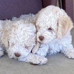 Lagotto Romagnolo Puppies from Sandra Lowrey's Lagotto Romagnolo