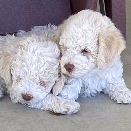 Lagotto Romagnolo Puppies from Sandra Lowrey's Lagotto Romagnolo