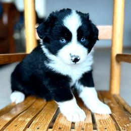 Cookie - Black tri female Miniature American Shepherd puppy in Bayard, Nebraska from Puppies by Alies