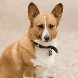 Cardi - Pembroke Welsh Corgi