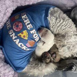 "3 days after birth " Miniature Schnauzer Puppies from D&D Mini Schnauzers