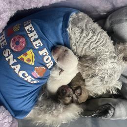 "3 days after birth " Miniature Schnauzer Puppies from D&D Mini Schnauzers