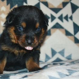 Boy 4 - Black and mahogany male Rottweiler puppy in Ethel, Washington from Titanenheim Rottweilers