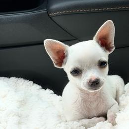 Frida - Cream female Chihuahua puppy in Seattle, Washington from PNW PAWS