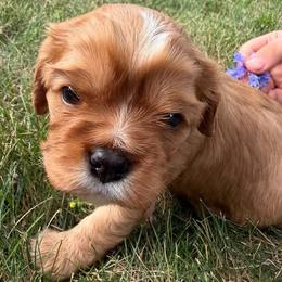 Daisy - Ruby female Cavalier King Charles Spaniel puppy in Brookings, South Dakota from Precious Pooches Cavalier King Charles Spaniels